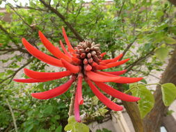 Image of Erythrina coralloides DC.