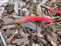 Image of Erythrina coralloides DC.