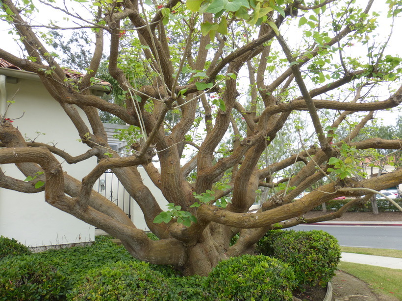 Image of Erythrina coralloides DC.