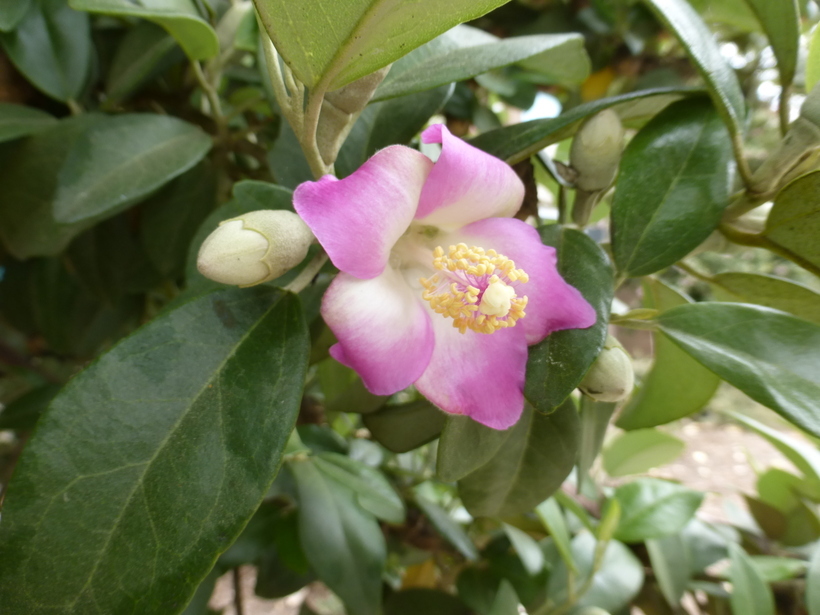 Image of <i>Lagunaria patersonia</i>