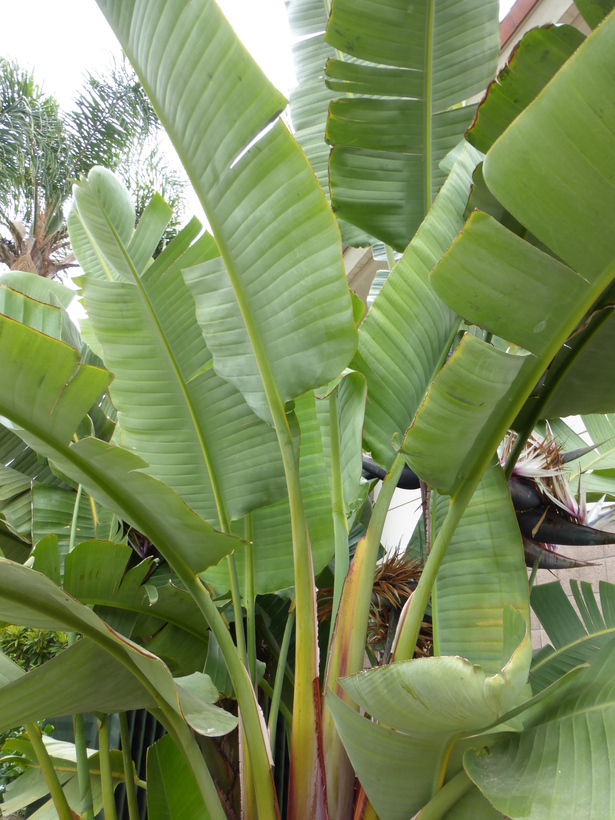 Image of Natal wild banana