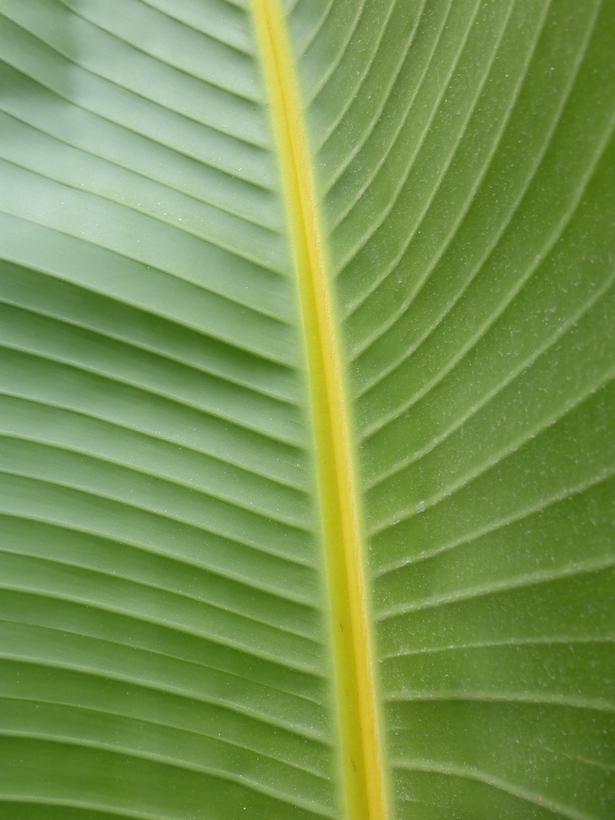 Image of Natal wild banana