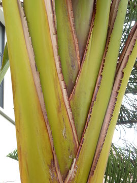 Image of Natal wild banana