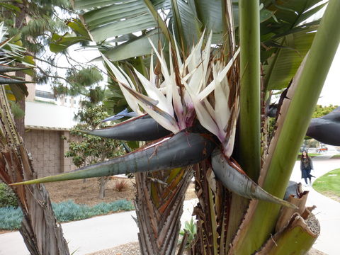 Image de Strelitzia nicolai Regel & Körn.