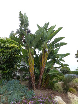 Image of Natal wild banana