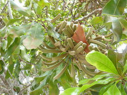 Image of firewheel tree