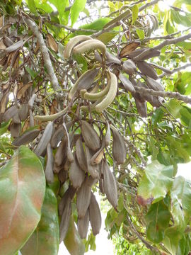 Imagem de Stenocarpus sinuatus (Loudon) Endl.