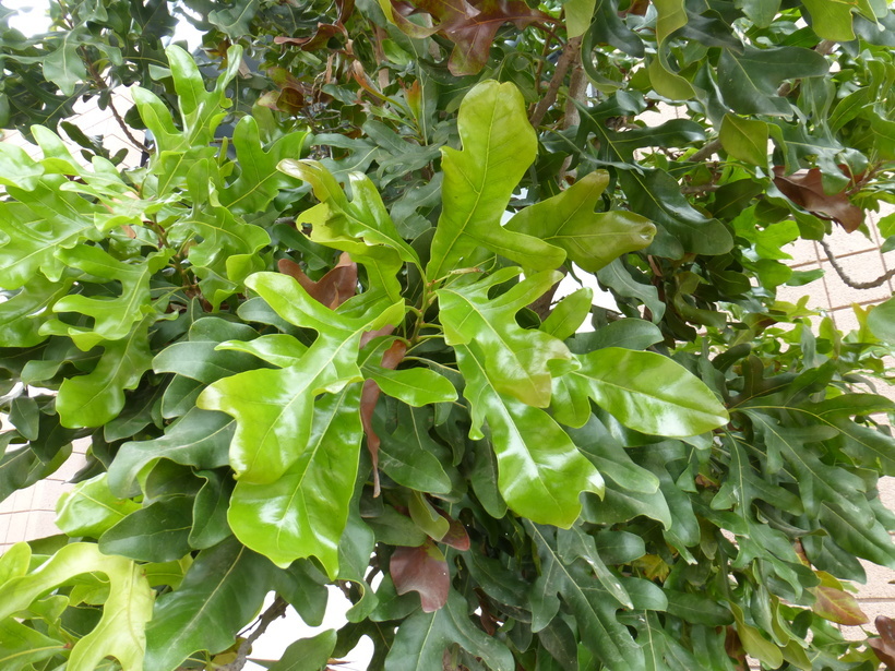 Image of firewheel tree