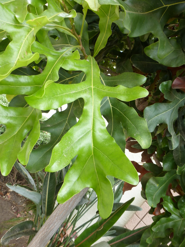 Image of firewheel tree