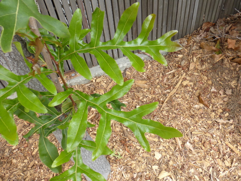 Image of firewheel tree