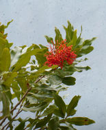 Image of firewheel tree