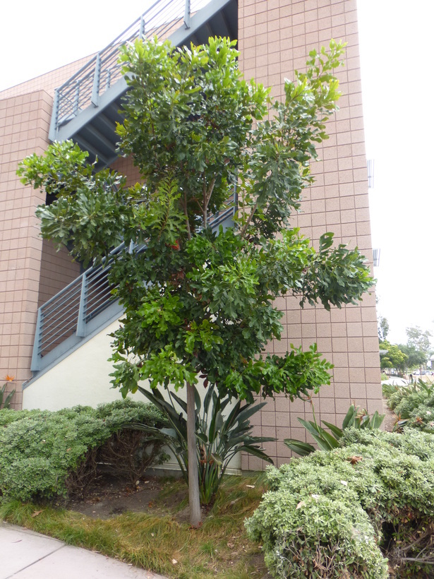 Image of firewheel tree