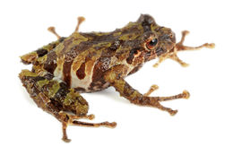 Image of Llanganates Rain Frog; Cutin de los Llanganates