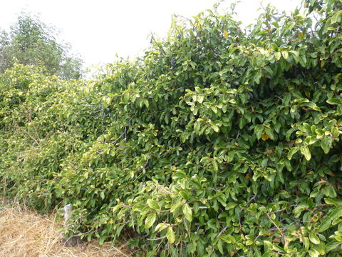 Imagem de Ficus pumila L.