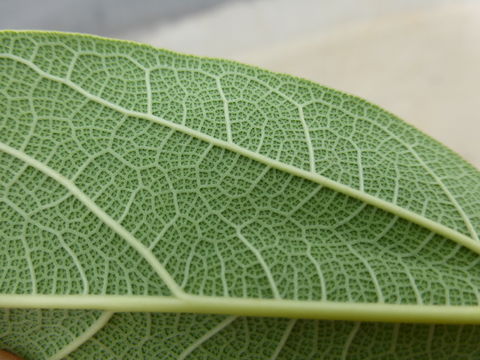 Imagem de Ficus pumila L.