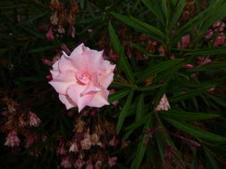 Image of Oleander