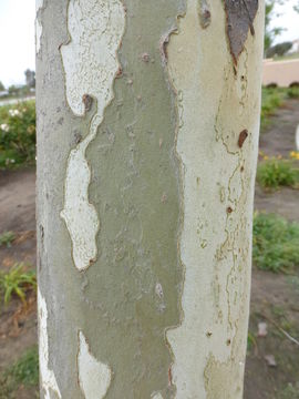 Imagem de Platanus racemosa Nutt. ex Audubon