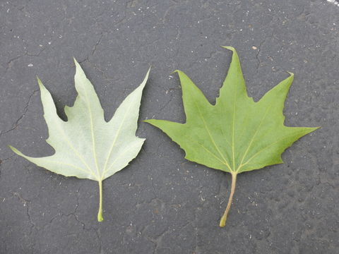 Imagem de Platanus racemosa Nutt. ex Audubon