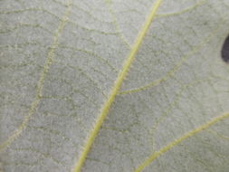 Image of California sycamore