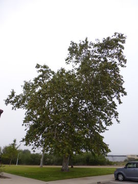 Imagem de Platanus racemosa Nutt. ex Audubon