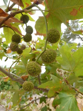 Image of California sycamore