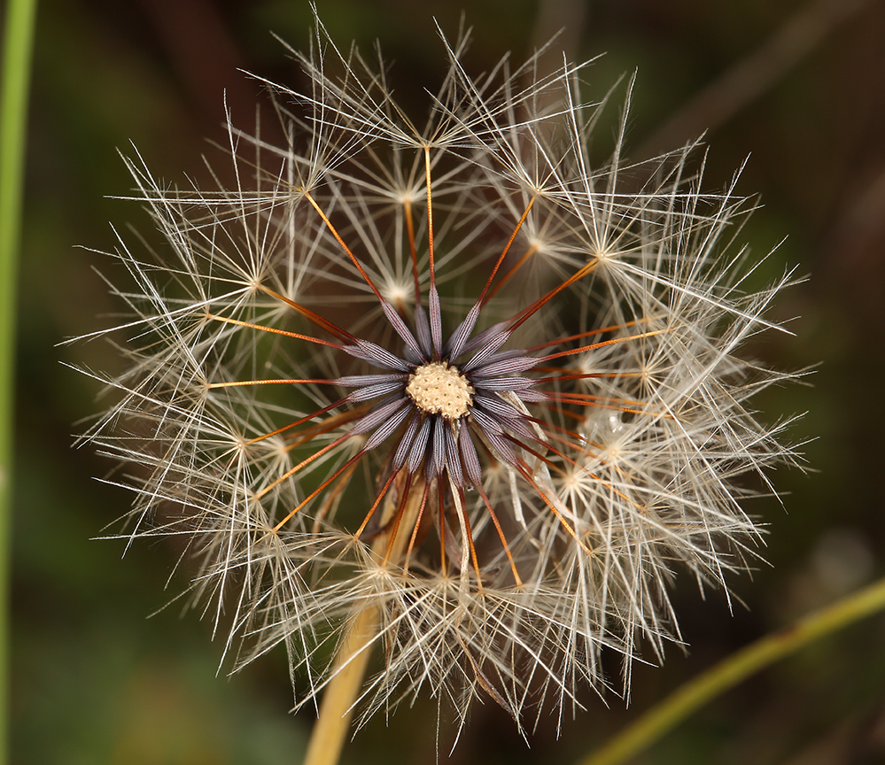 Hypochaeris glabra L. resmi