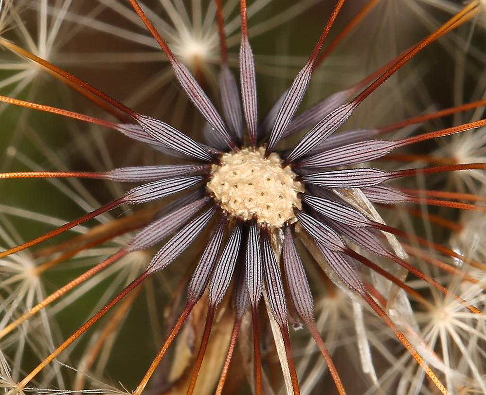 Image of smooth cat's ear