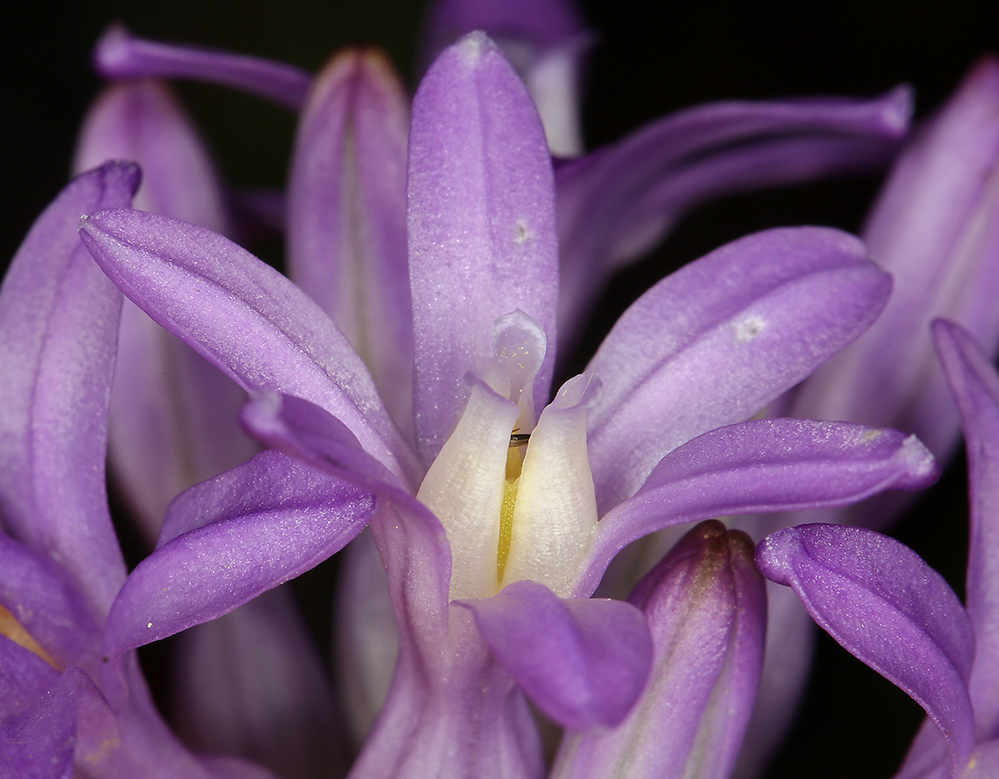 Sivun Dichelostemma multiflorum (Benth.) A. Heller kuva