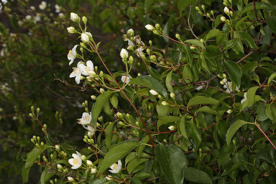 Image of Gordon's Mockorange