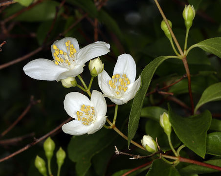 Image of Gordon's Mockorange