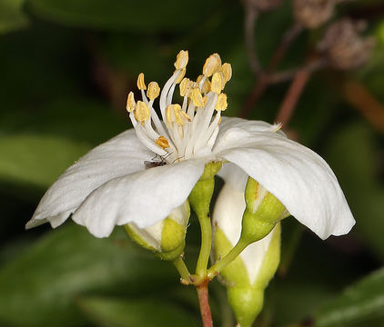 Image of Gordon's Mockorange