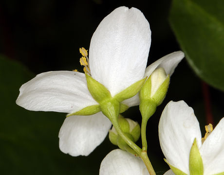 Image of Gordon's Mockorange