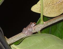 Image of Venezuela Snouted Treefrog