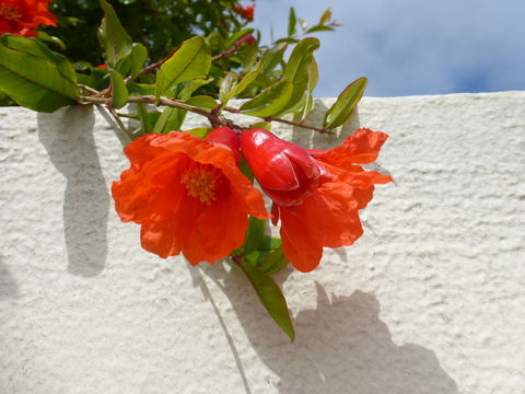 Image of Pomegranate