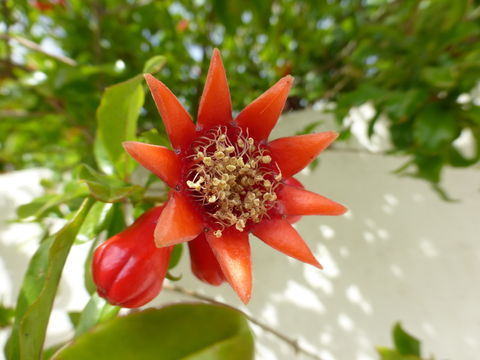 Image of Pomegranate