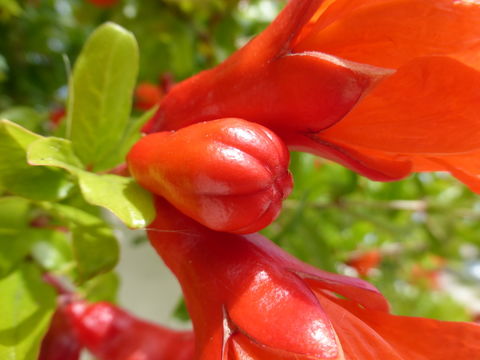 Image of Pomegranate