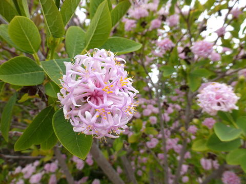 Image of Pom-pom tree