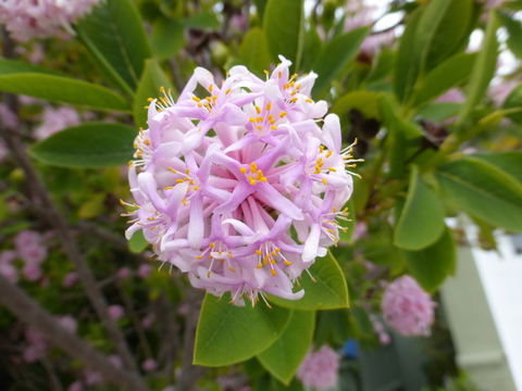 Image of Pom-pom tree