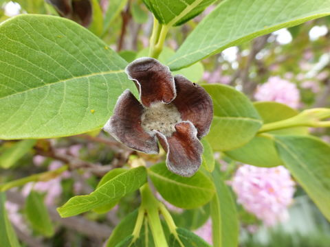 Image of Pom-pom tree