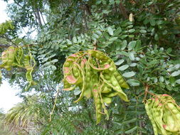 Image of spiny holdback