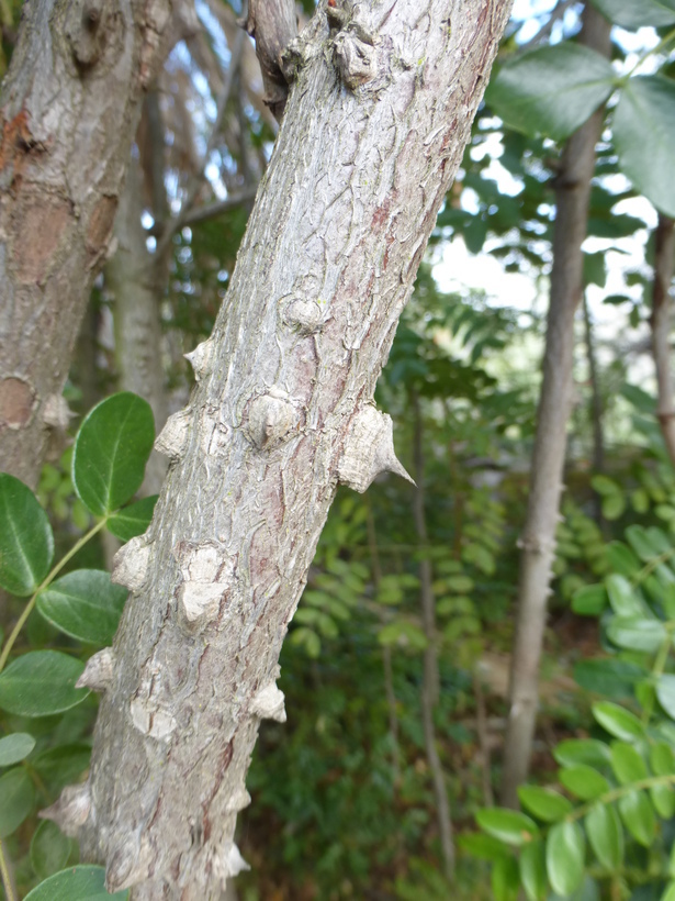 Image of spiny holdback