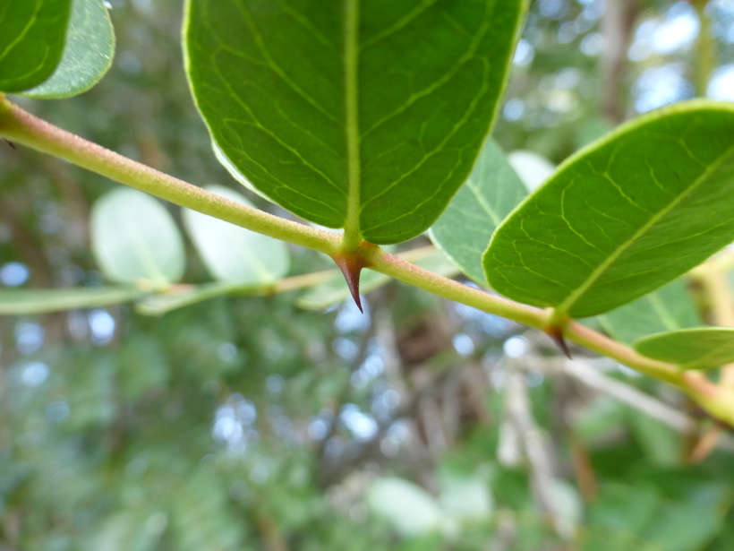 Image of spiny holdback