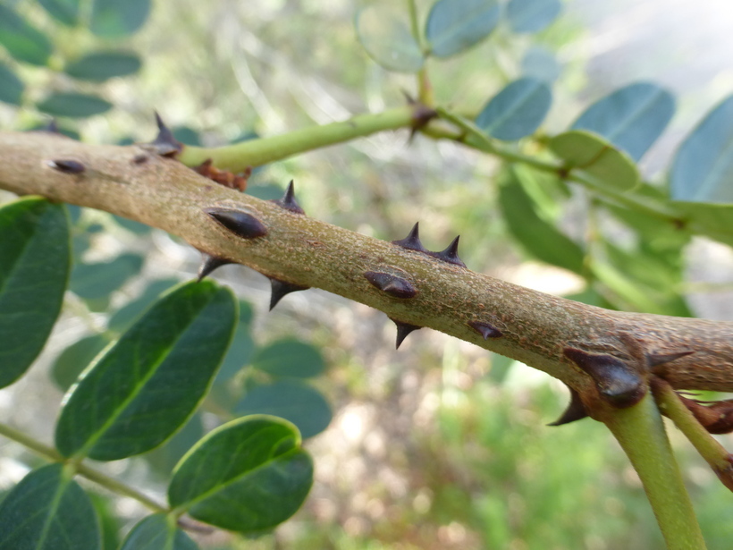 Image of spiny holdback