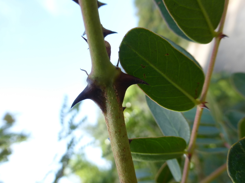 Image of spiny holdback