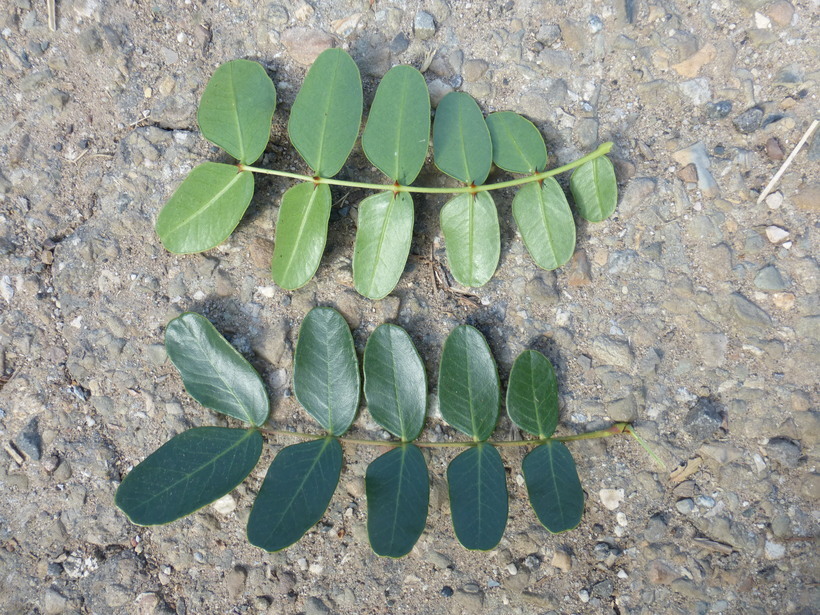 Image of spiny holdback