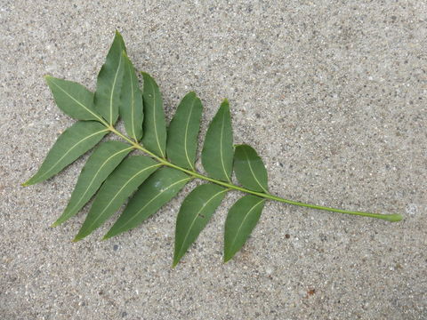 Image of Harpephyllum caffrum Bernh.