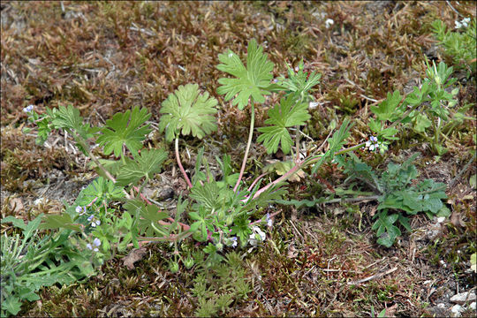 Imagem de Geranium pusillum L.