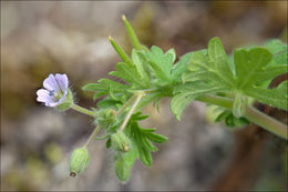 Image of Small-flowered Cranesbill