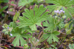 Image of Small-flowered Cranesbill