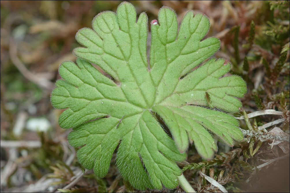 Image of Small-flowered Cranesbill